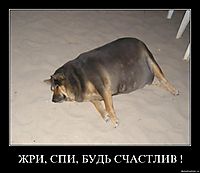 ЖРИ, СПИ, БУДЬ СЧАСТЛИВ ! 