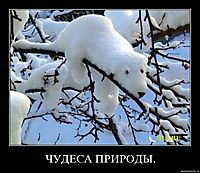 ЧУДЕСА ПРИРОДЫ. 