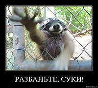 РАЗБАНЬТЕ, СУКИ! 