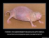 ГЕННО-МОДИФИЦИРОВАНАЯ КАРТОШКА она не боиться колорадских жуков, она ими питается!