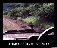ТИМОН И ПУМБА ??!!о_О 