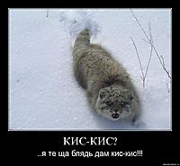 КИС-КИС? ..я те ща блядь дам кис-кис!!!
