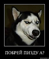 ПОБРЕЙ ПИЗДУ А? 