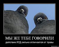 МЫ ЖЕ ТЕБЕ ГОВОРИЛИ действие ЛСД сильно отличается от травы
