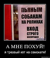 А МНЕ ПОХУЙ! я трезвый кот на самокате!
