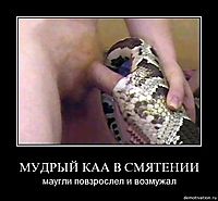 МУДРЫЙ КАА В СМЯТЕНИИ маугли повзрослел и возмужал