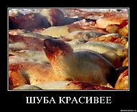 ШУБА КРАСИВЕЕ 
