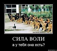 СИЛА ВОЛИ а у тебя она есть?