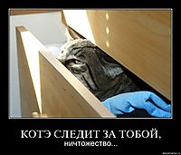 КОТЭ СЛЕДИТ ЗА ТОБОЙ, ничтожество...
