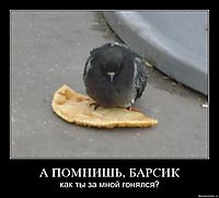 А ПОМНИШЬ, БАРСИК как ты за мной гонялся?