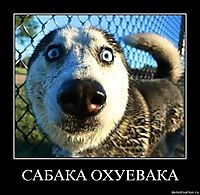 САБАКА ОХУЕВАКА 