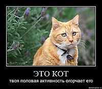 ЭТО КОТ твоя половая активность огорчает его