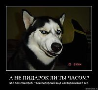 А НЕ ПИДАРОК ЛИ ТЫ ЧАСОМ? это пёс-гомофоб. твой пидорский вид настораживает его.