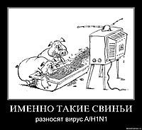 ИМЕННО ТАКИЕ СВИНЬИ разносят вирус A/H1N1