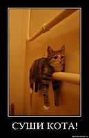 СУШИ КОТА! 