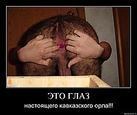 ЭТО ГЛАЗ настоящего кавказского орла!!!