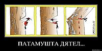 ПАТАМУШТА ДЯТЕЛ... 