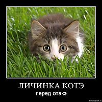 ЛИЧИНКА КОТЭ перед отакэ
