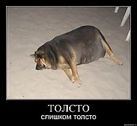ТОЛСТО слишком толсто