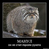 МАНУЛ он не стал героем рунета