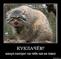 КУКЛАЧЁВ? манул смотрит на тебя как на говно