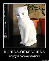КОШКА-ОБЪЕБОШКА подруга собаки-улыбаки
