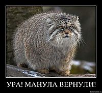 УРА! МАНУЛА ВЕРНУЛИ! 