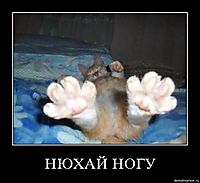 НЮХАЙ НОГУ 