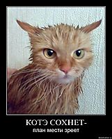 КОТЭ СОХНЕТ- план мести зреет