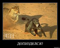 ДОПИЗДЕЛСЯ? 