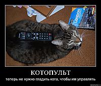 КОТОПУЛЬТ теперь не нужно гладить кота, чтобы им управлять