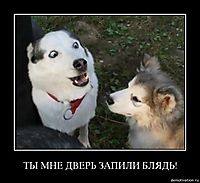 ТЫ МНЕ ДВЕРЬ ЗАПИЛИ БЛЯДЬ! 