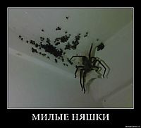 МИЛЫЕ НЯШКИ 