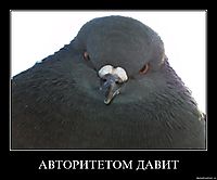 АВТОРИТЕТОМ ДАВИТ 