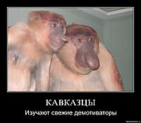 КАВКАЗЦЫ Изучают свежие демотиваторы