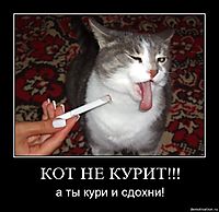 КОТ НЕ КУРИТ!!! а ты кури и сдохни!