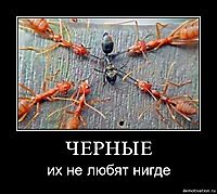ЧЕРНЫЕ их не любят нигде