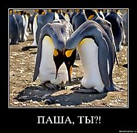 ПАША, ТЫ?! 
