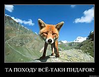 ТА ПОХОДУ ВСЁ-ТАКИ ПИДАРОК! 