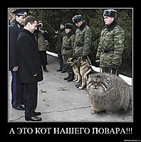 А ЭТО КОТ НАШЕГО ПОВАРА!!! 