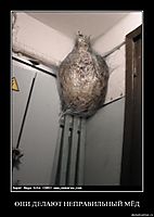 ОНИ ДЕЛАЮТ НЕПРАВИЛЬНЫЙ МЁД 