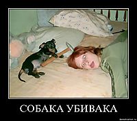 СОБАКА УБИВАКА 