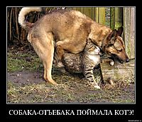 СОБАКА-ОТЪЕБАКА ПОЙМАЛА КОТЭ! 