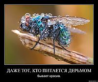 ДАЖЕ ТОТ, КТО ПИТАЕТСЯ ДЕРЬМОМ бывает красив.