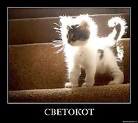 СВЕТОКОТ 