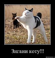 Зигани коту!!! 