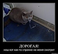 ДОРОГАЯ! наш кот как-то странно на меня смотрит