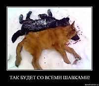 ТАК БУДЕТ СО ВСЕМИ ШАВКАМИ! 