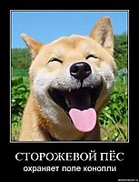 СТОРОЖЕВОЙ ПЁС охраняет поле конопли