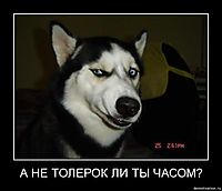 А НЕ ТОЛЕРОК ЛИ ТЫ ЧАСОМ? 